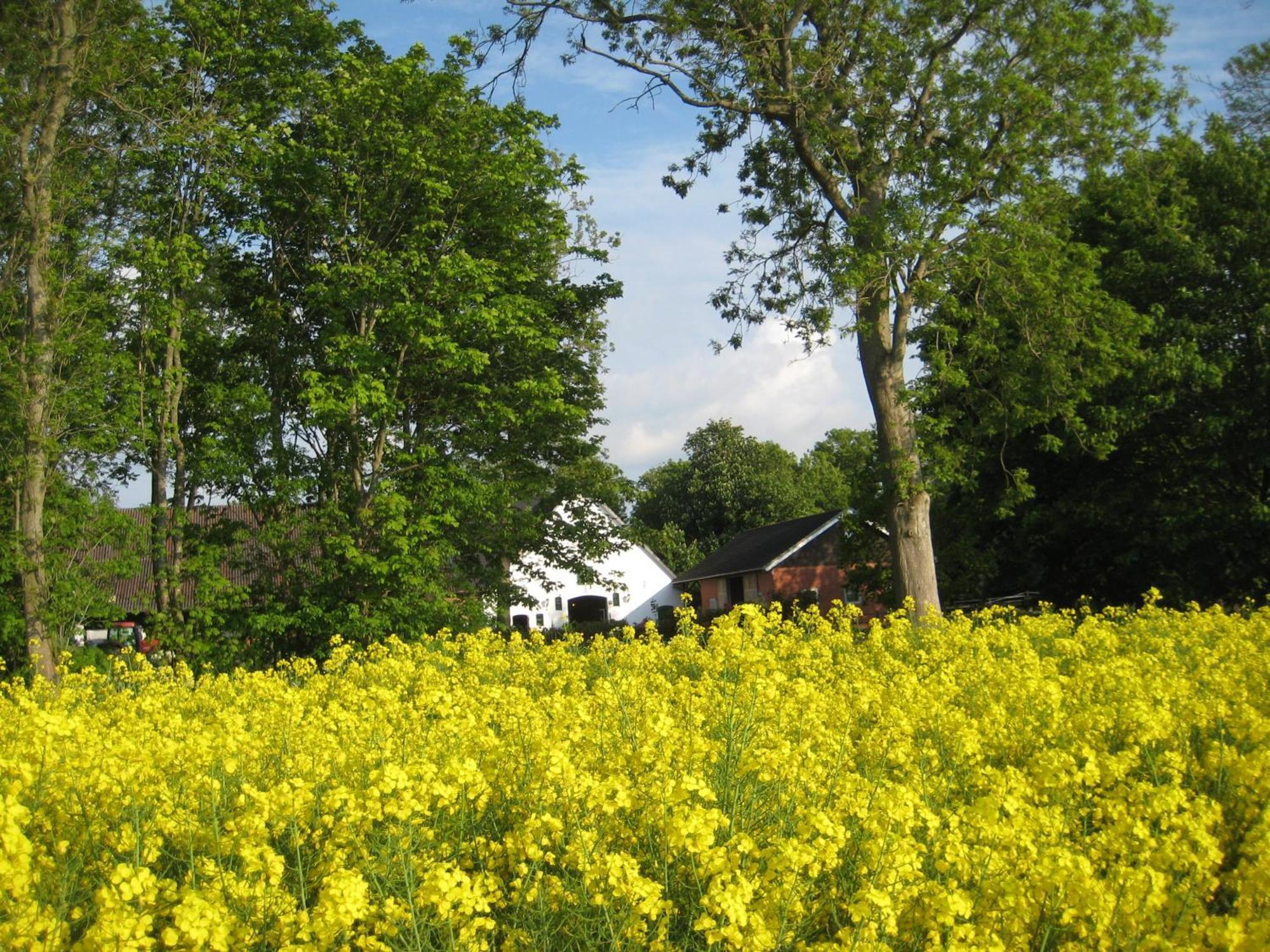 Ferienwohnung Wrede-Hof Cappeler Niederstrich Exterior foto